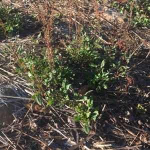 Rumex acetosella at Griffith, ACT - 3 Apr 2019 09:16 AM