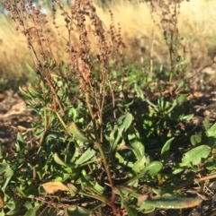 Rumex acetosella at Griffith, ACT - 3 Apr 2019