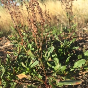 Rumex acetosella at Griffith, ACT - 3 Apr 2019