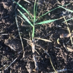 Cynodon dactylon (Couch Grass) at Griffith, ACT - 2 Apr 2019 by ianandlibby1