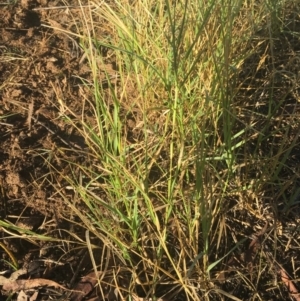 Cynodon dactylon at Griffith, ACT - 3 Apr 2019