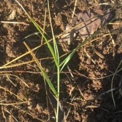 Cynodon dactylon at Griffith, ACT - 3 Apr 2019