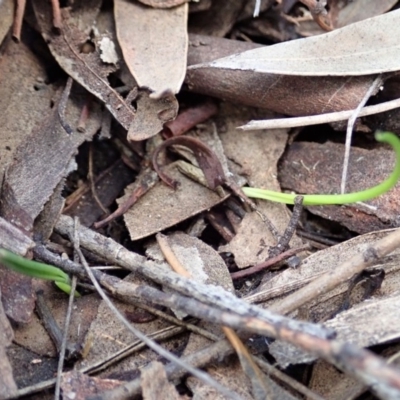 Thelymitra brevifolia (Short-leaf Sun Orchid) at Cook, ACT - 2 Apr 2019 by CathB