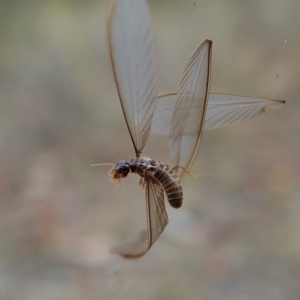 Termitoidae (informal group) at Cook, ACT - 29 Mar 2019