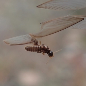 Termitoidae (informal group) at Cook, ACT - 29 Mar 2019