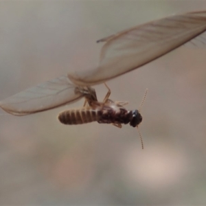 Termitoidae (informal group) at Cook, ACT - 29 Mar 2019 03:46 PM