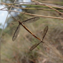 Ptilogyna sp. (genus) (A crane fly) at Cook, ACT - 29 Mar 2019 by CathB