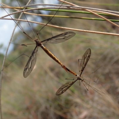 Ptilogyna sp. (genus) (A crane fly) at Mount Painter - 29 Mar 2019 by CathB