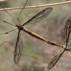 Ptilogyna sp. (genus) at Cook, ACT - 29 Mar 2019 03:58 PM