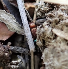 Ancistrotilla sp. (genus) (Mutillid wasp or velvet ant) at Mount Painter - 29 Mar 2019 by CathB