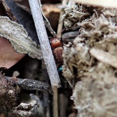 Ancistrotilla sp. (genus) (Mutillid wasp or velvet ant) at Mount Painter - 29 Mar 2019 by CathB