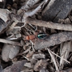 Ancistrotilla sp. (genus) at Mount Painter - 29 Mar 2019 03:24 PM