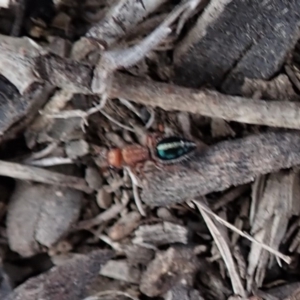 Ancistrotilla sp. (genus) at Mount Painter - 29 Mar 2019