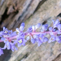 Liriope muscari (Lilyturf) at Conjola, NSW - 22 Feb 2019 by Margieras