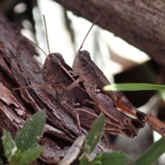 Phaulacridium vittatum (Wingless Grasshopper) at Aranda, ACT - 2 Apr 2019 by CathB