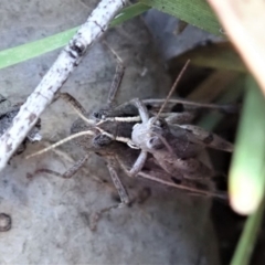 Phaulacridium vittatum at Aranda, ACT - 2 Apr 2019 12:41 PM