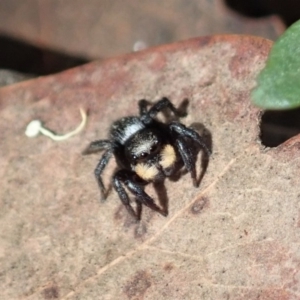 Salticidae sp. 'Golden palps' at Aranda, ACT - 2 Apr 2019 12:53 PM