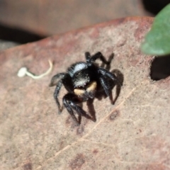 Salticidae sp. 'Golden palps' at Aranda, ACT - 2 Apr 2019 12:53 PM