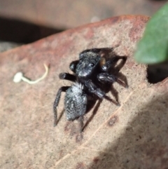 Salticidae sp. 'Golden palps' at Aranda, ACT - 2 Apr 2019 12:53 PM