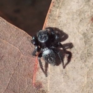 Salticidae sp. 'Golden palps' at Aranda, ACT - 2 Apr 2019 12:53 PM