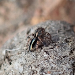 Maratus chrysomelas at Cook, ACT - 2 Apr 2019 11:09 AM