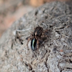 Maratus chrysomelas at Cook, ACT - 2 Apr 2019 11:09 AM