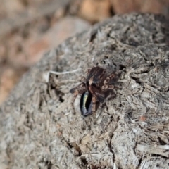 Maratus chrysomelas at Cook, ACT - 2 Apr 2019 11:09 AM