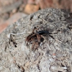 Maratus chrysomelas at Cook, ACT - 2 Apr 2019 11:09 AM