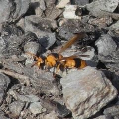 Anterhynchium nigrocinctum (Potter Wasp) at Tralee, NSW - 3 Apr 2019 by SandraH