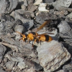 Eumeninae (subfamily) (Unidentified Potter wasp) at Tralee, NSW - 3 Apr 2019 by SandraH