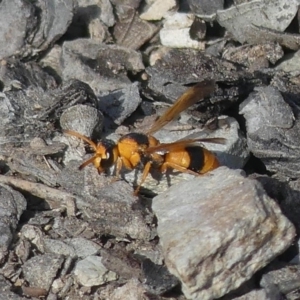 Eumeninae (subfamily) at Tralee, NSW - 3 Apr 2019