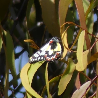 Delias aganippe (Spotted Jezebel) at Hume, ACT - 3 Apr 2019 by SandraH