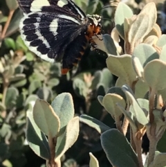 Phalaenoides glycinae at Macgregor, ACT - 3 Apr 2019