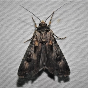 Agrotis munda at Bimberi, NSW - 1 Apr 2019