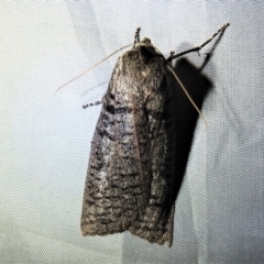 Paralaea chionopasta (Montane Crest-moth) at Cotter River, ACT - 1 Apr 2019 by JohnBundock