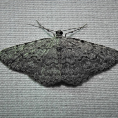Psilosticha (genus) (A wave moth) at Bimberi, NSW - 1 Apr 2019 by JohnBundock