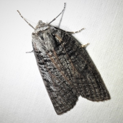 Paralaea chionopasta (Montane Crest-moth) at Cotter River, ACT - 1 Apr 2019 by JohnBundock