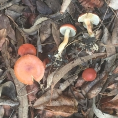 Leratiomyces ceres (Leratiomyces ceres) at Hughes, ACT - 3 Apr 2019 by ruthkerruish