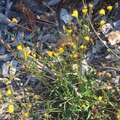 Crepis capillaris (Smooth Hawksbeard) at Garran, ACT - 3 Apr 2019 by ruthkerruish