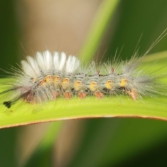 Orgyia anartoides (Painted Apple Moth) at ANBG - 3 Apr 2019 by TimL