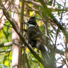 Psophodes olivaceus (Eastern Whipbird) at Coree, ACT - 3 Apr 2019 by SWishart