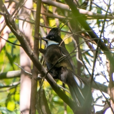 Psophodes olivaceus (Eastern Whipbird) at Coree, ACT - 3 Apr 2019 by SWishart