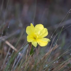 Oenothera stricta subsp. stricta (Common Evening Primrose) at Coree, ACT - 2 Apr 2019 by Roger