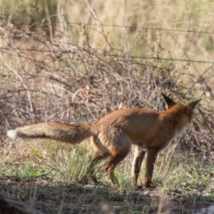 Vulpes vulpes (Red Fox) at Uriarra Recreation Reserve - 3 Apr 2019 by Roger