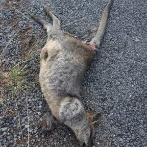 Notamacropus rufogriseus at Stromlo, ACT - 29 Mar 2019