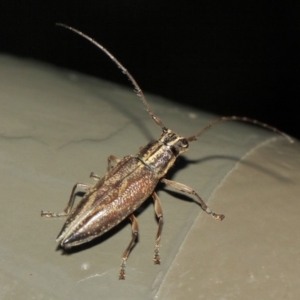 Temnosternus planiusculus at Acton, ACT - 3 Apr 2019