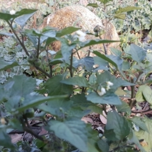 Solanum nigrum at Isaacs Ridge Offset Area - 31 Mar 2019 05:07 PM