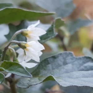 Solanum nigrum at Isaacs Ridge Offset Area - 31 Mar 2019