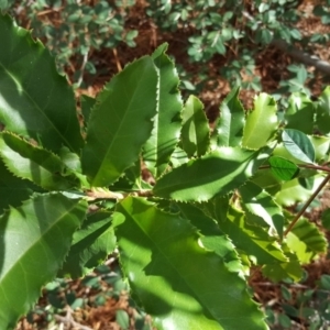 Photinia serratifolia at Isaacs, ACT - 3 Apr 2019 02:57 PM