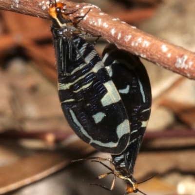 Porismus strigatus (Pied Lacewing) at Hackett, ACT - 3 Apr 2019 by jb2602
